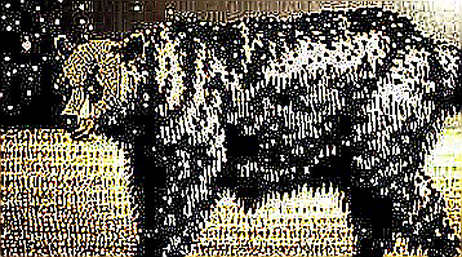The 1.16 Trillion SHIB Exodus: A Forensic Analysis of Coinbase's Silent Whale The 1.16 Trillion SHIB Exodus: A Forensic Analysis of Coinbase's Silent Whale